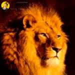 Numerología de los animales - tarot10