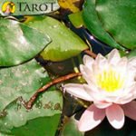 Curación mediante plantas chinas - Terapias Alternativas - Tarot10