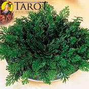 La Rosa de Jericó y maneras de utilizarla - Rituales y hechizos - Tarot10