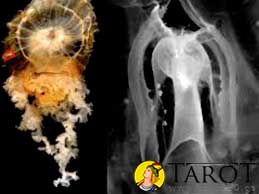 Los cristales conectados a reinos angelicales y espirituales - Tarot10